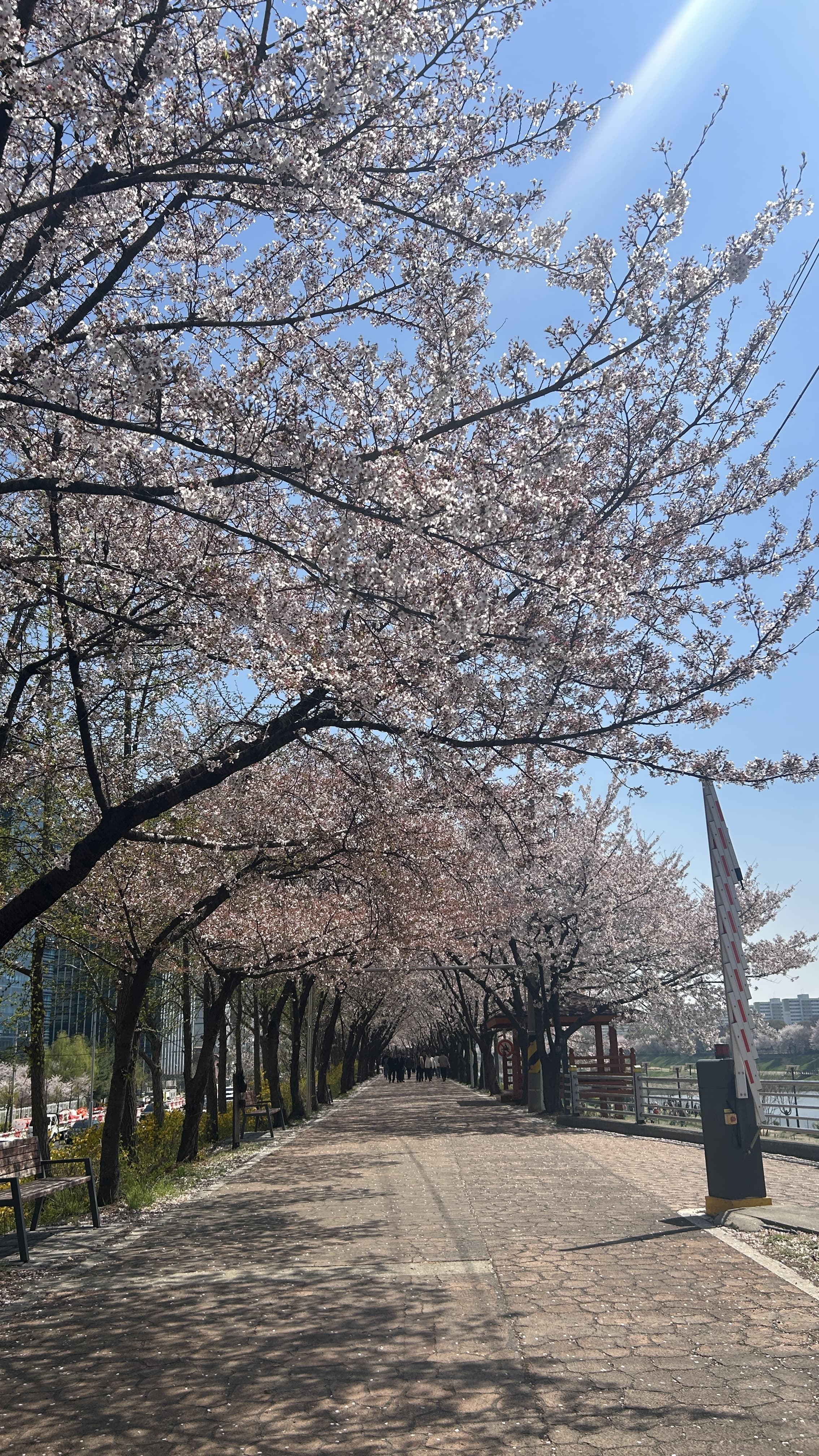 벚꽃이 터널처럼 이어진 안양천 산책로